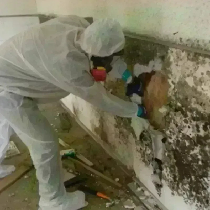 Mold Remediation and Removal in Raleigh County, WV